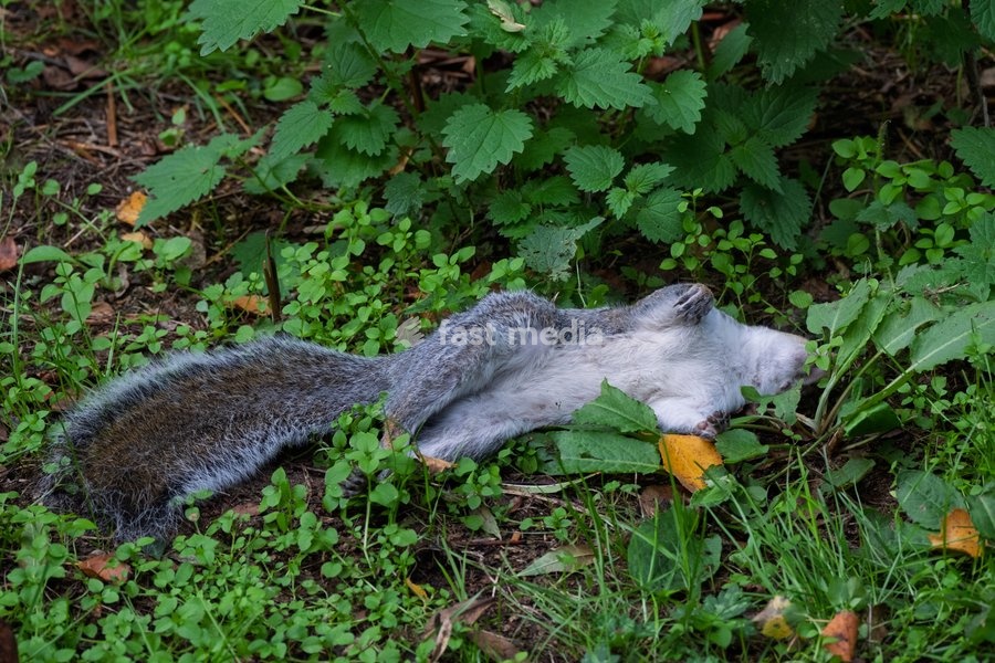 Dead squirrel by footpath. Woodbridge on the River Deben near Ipswich, Suffolk. United Kingdom. 02 October 2026