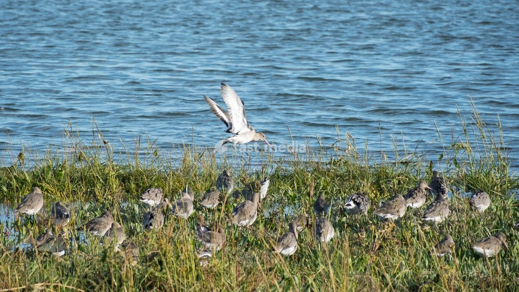 A group or omniscience, a prayer, or a pantheon of Black Godwits ( Limosa limosa ) on small mud bank near to shore. Woodbridge on the River Deben near Ipswich, Suffolk. United Kingdom. 02 October 2026