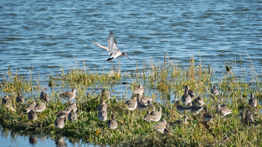 A group or omniscience, a prayer, or a pantheon of Black Godwits ( Limosa limosa ) on small mud bank near to shore. Woodbridge on the River Deben near Ipswich, Suffolk. United Kingdom. 02 October 2026