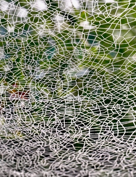 Dew covered cobwebs in the mist