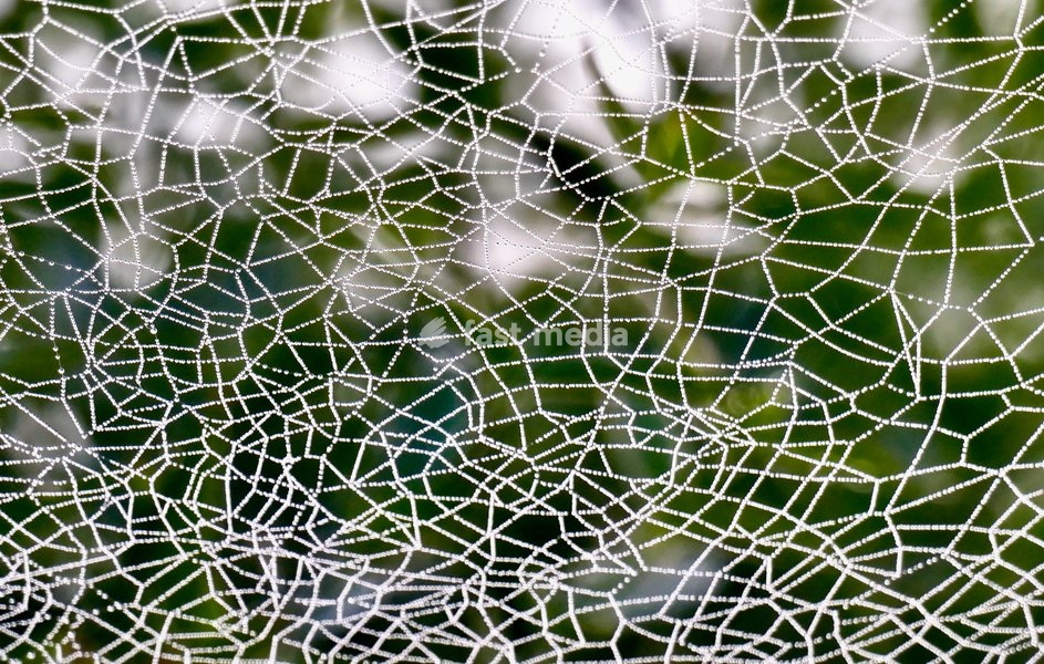 Dew covered cobwebs in the mist