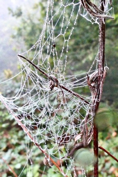 Seasonal weather, mist