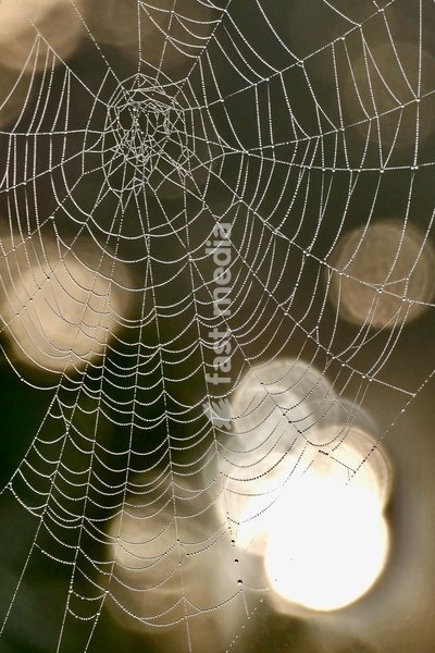 Dew covered cobwebs in the mist