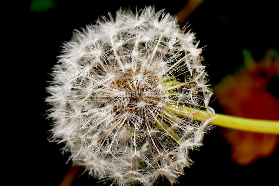 A dandelion clock in the sun