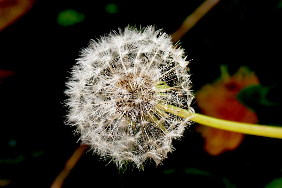 Seasonal weather, dandelion clock in the sun