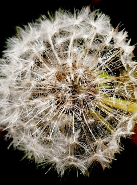 A dandelion clock in the sun