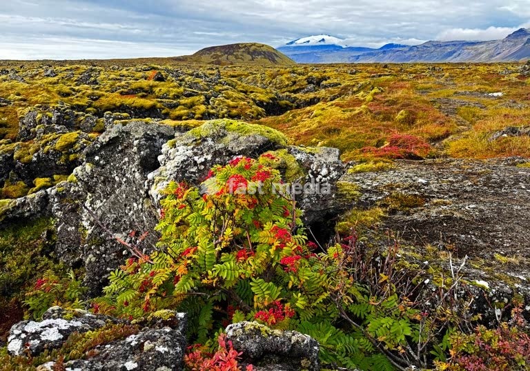 Farbintensive Herbstfaerbung durch niedere Vegetation im Lavafeld Búdahraun mit dem Gletscher und Vulkan Snaefellsjoekull im Hintergrund, Snaefellsnes, Island