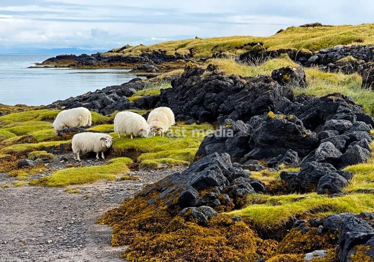 Schafe im Lavafeld Búdahraun an der Bucht Budavik, Snaefellsnes, Island
