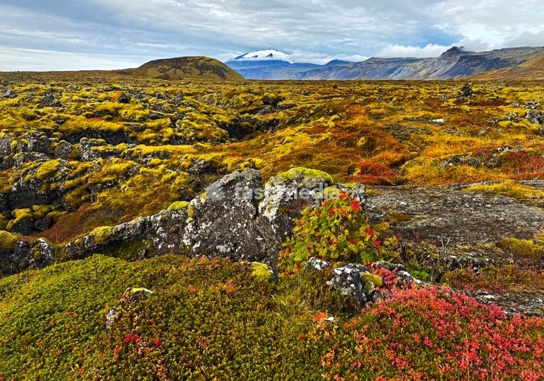 Farbintensive Herbstfaerbung durch niedere Vegetation im Lavafeld Búdahraun mit dem Gletscher und Vulkan Snaefellsjoekull im Hintergrund, Snaefellsnes, Island