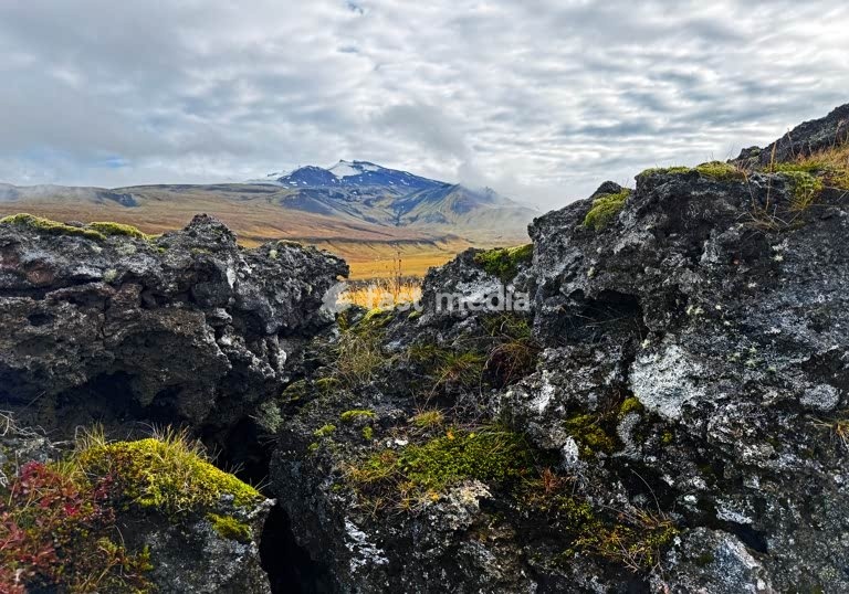 Der Vulkan und Gletscher Snæfellsjoekull hinter teilweise bewachsener Lava, Snæfellsnes, Island, Skandinavien, Nordeuropa