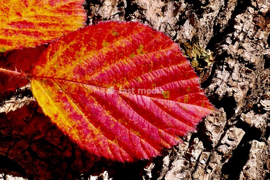 Autumn colours in the warm afternoon sunshine