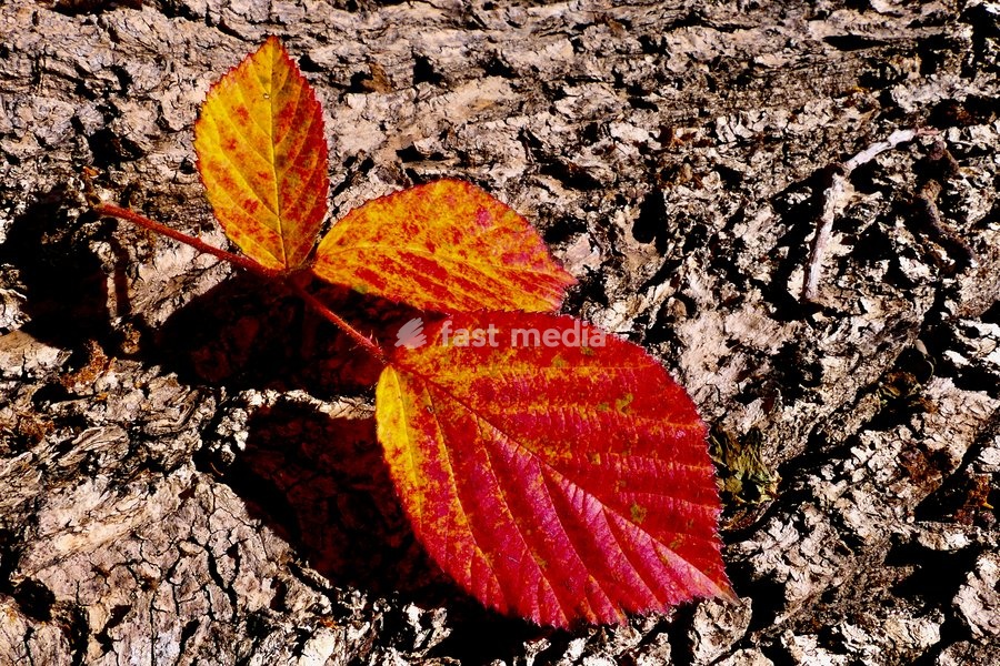 Autumn colours in the warm afternoon sunshine