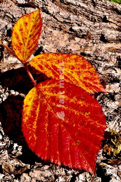 Autumn colours in the warm afternoon sunshine