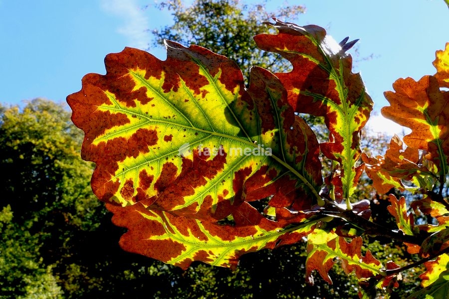 Autumn colours in the warm afternoon sunshine