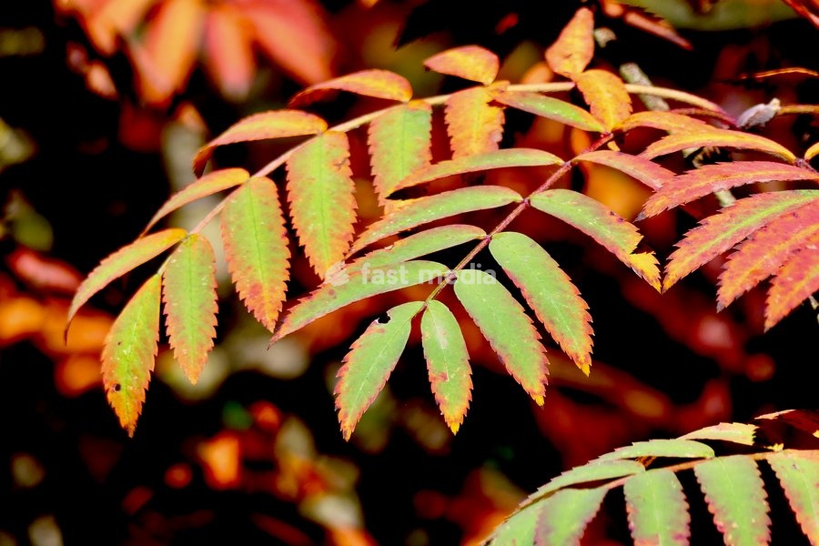 Autumn colours in the warm afternoon sunshine