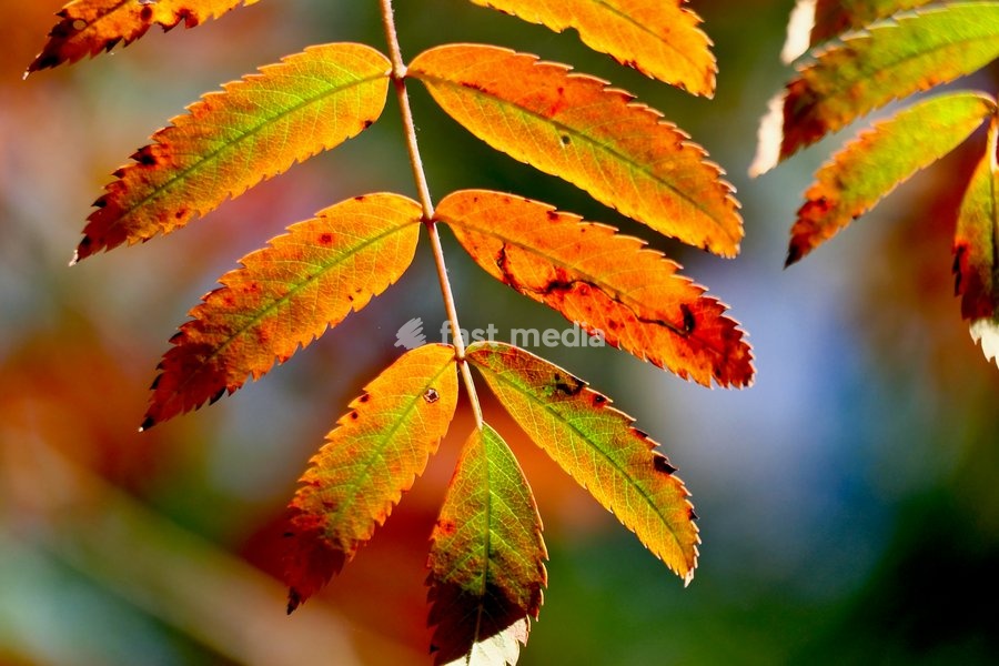 Autumn colours in the warm afternoon sunshine