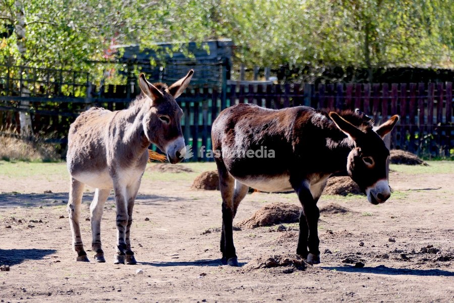 Donkeys in the autumn sunshine