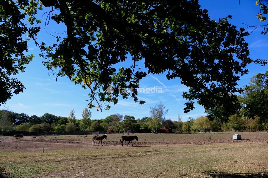 Donkeys in the autumn sunshine
