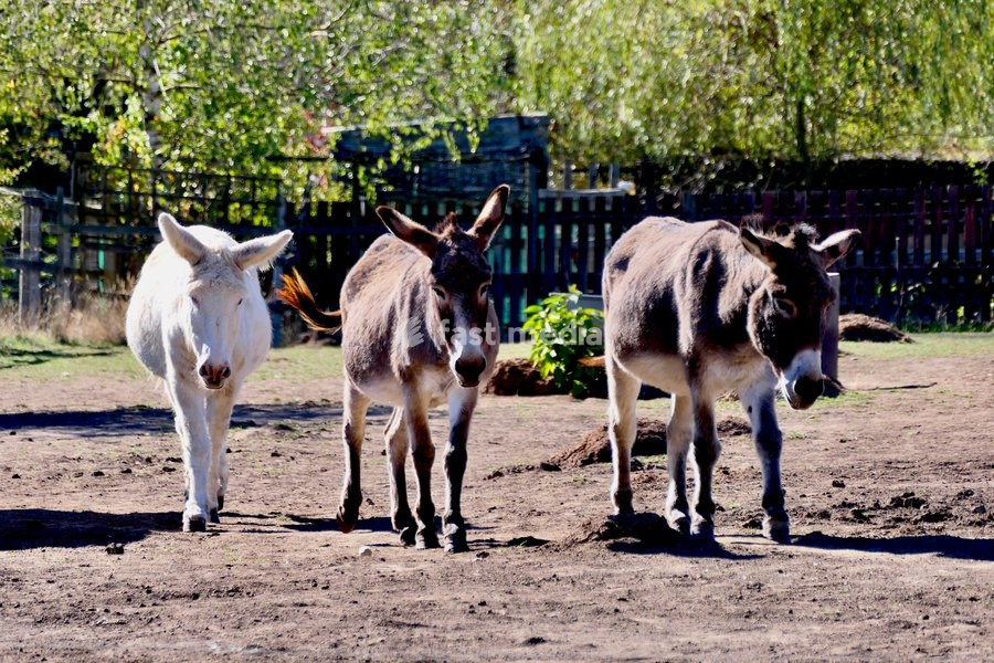 Donkeys in the autumn sunshine