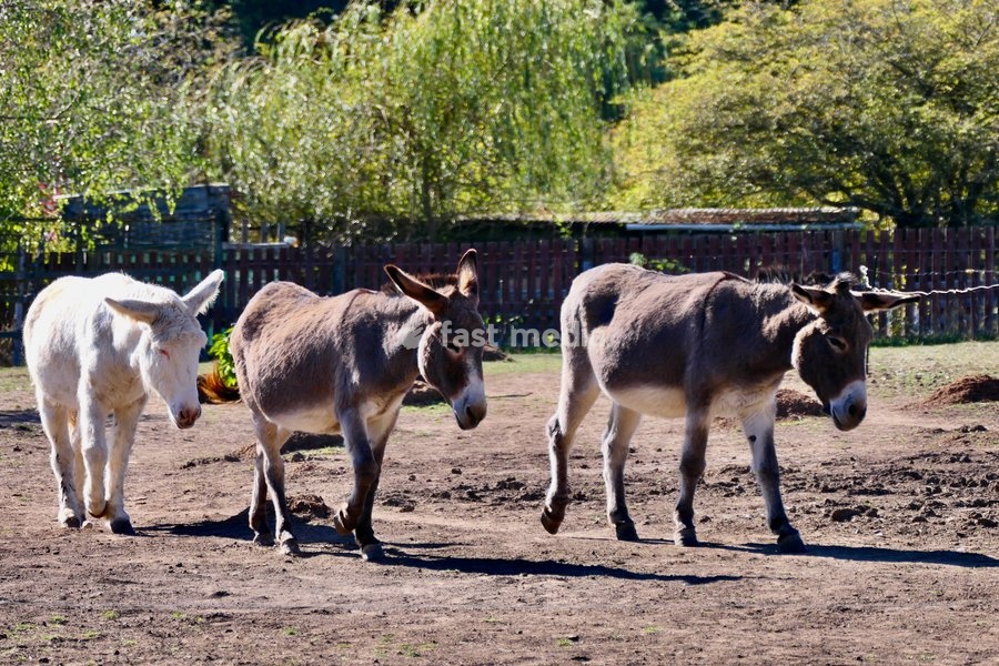 Donkeys in the autumn sunshine