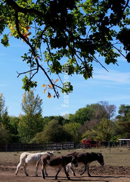 Donkeys in the autumn sunshine