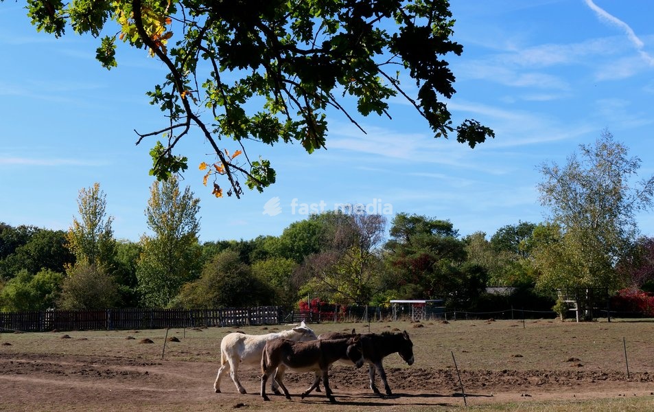 Donkeys in the autumn sunshine