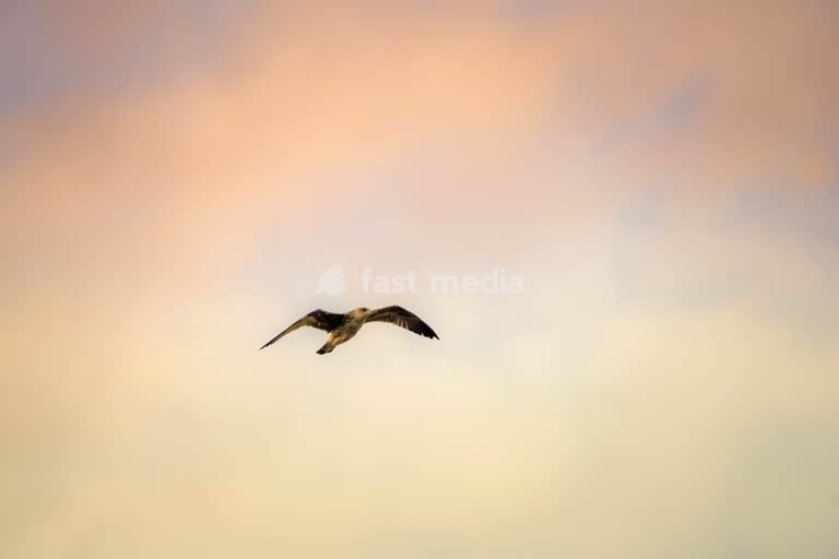 Bird flies solo across soft pastel sky, wings spread, tranquil dusk mood