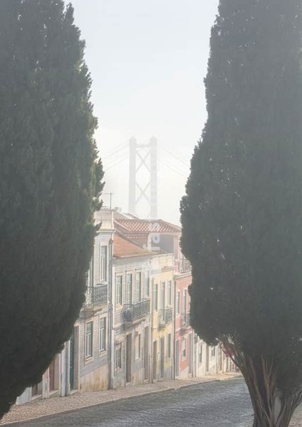 Cypress trees frame a misty street of pastel houses, Ponte 25 de Abril beyond, Ajuda, Lisbon