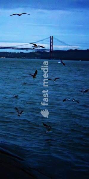 Seagulls fly over the Tagus at dusk, Ponte 25 de Abril in the distance, Belém, Lisbon