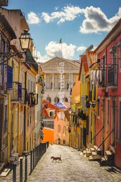 Rua estreita e colorida que conduz ao Palácio de São Bento, sede do Parlamento, com um cão a atravessar, Lisboa