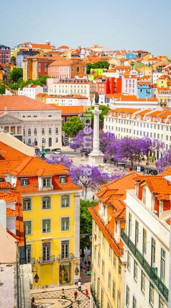 Rossio Square, Lisbon: jacaranda trees in bloom around Dom Pedro IV column, Baixa, Portugal