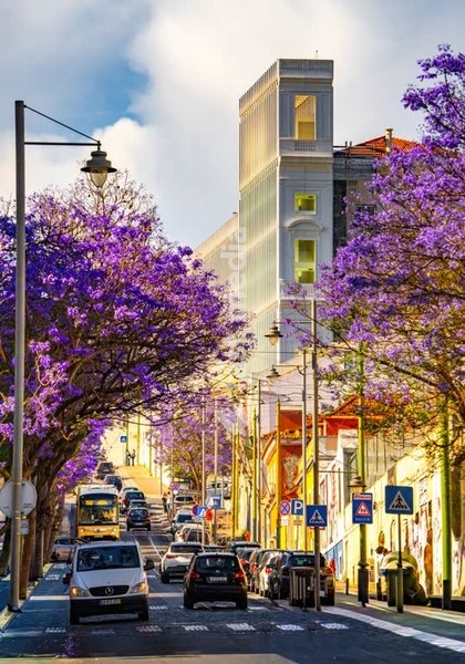 Ajuda Palace modern facade with Jacaranda trees in spring, Lisbon