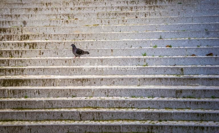 Lone pigeon perched on empty stone steps, minimalist urban solitude, quiet city moment