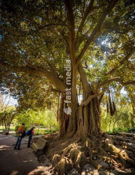 Giant fig tree with buttress roots towers over visitors in a Lisbon botanical garden, Portugal
