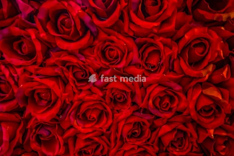 Red roses