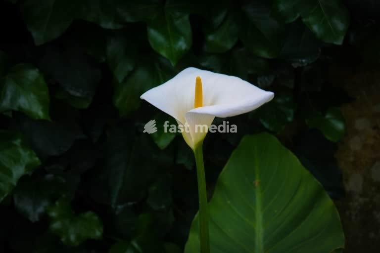 Lisbon, Arum Lily