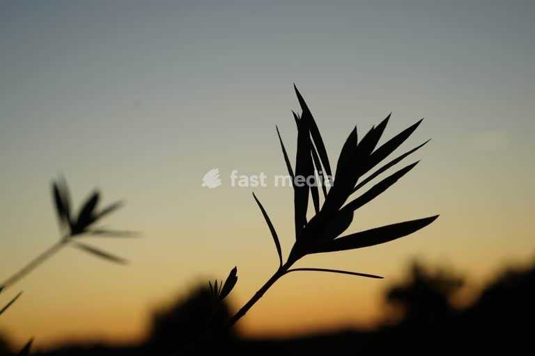 Bush in sunset