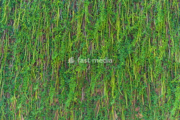 Vertical garden grass wall covering house exterior demonstrating green building techniques and environmental sustainability design