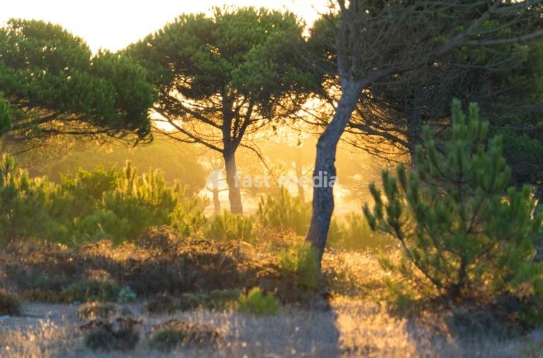 Forest south of Lisbon, Portugal