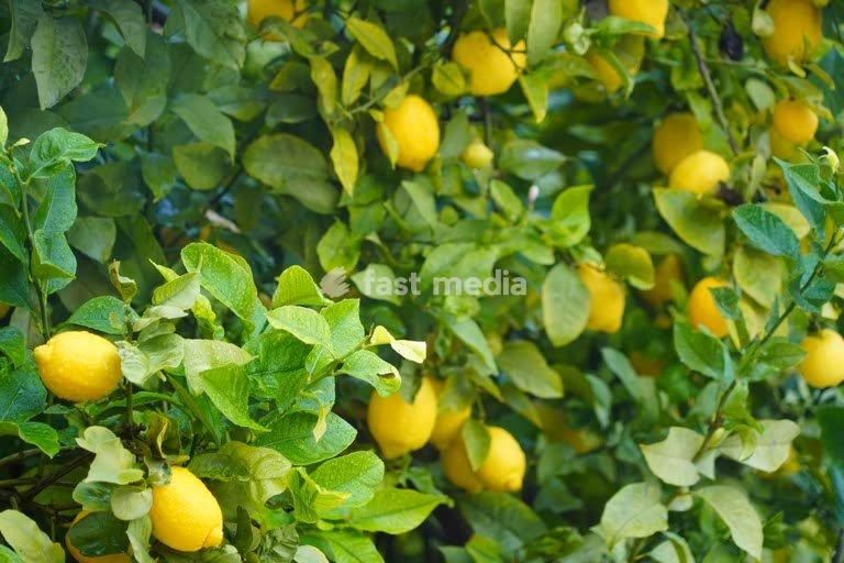 Fresh yellow lemons ripening on lush green citrus tree branches in Mediterranean orchard, organic fruit agriculture Portugal