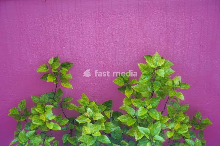 Magenta wall with green foliage, vibrant color contrast in Lisbon, Portugal, contemporary urban composition