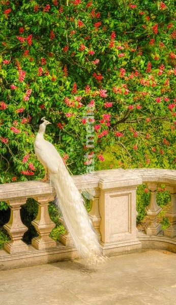 White female peacock perched on ornate stone balustrade against backdrop of red flowering bougainvillea in Jardim Botânico da Ajuda, Lisbon