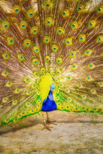 Male peacock displaying colorful tail feathers with iridescent blue and green plumage, distinctive eye-spot patterns.Jardim Botânico da Ajuda, Lisbon