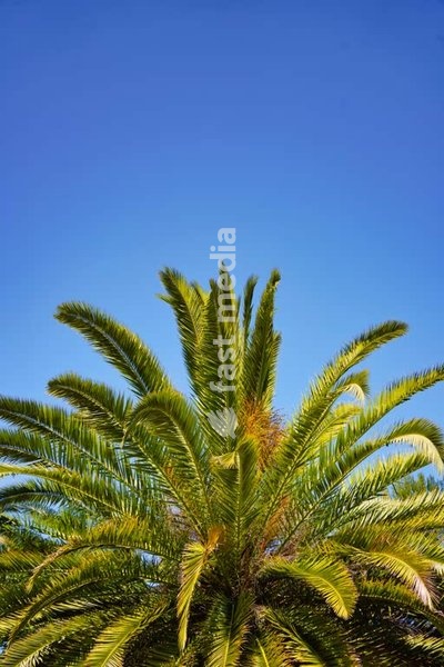 A tropical palm tree in Parque das Necessidades in Lisbon’ under a clear blue sky on a sunny summer day