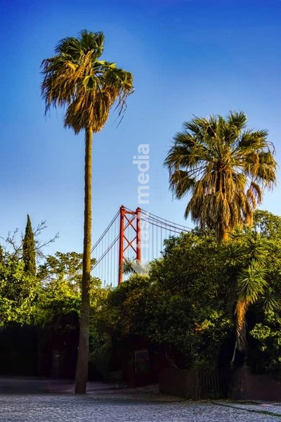 Tropical palm trees in Parque das Necessidades frame Lisbon’s iconic 25th April Bridge under a clear blue sky on a sunny summer day