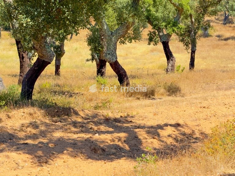 Cork oak trees in a dry summer landscape in Alentejo, Portugal, showing harvested bark and typical Mediterranean woodland scenery.