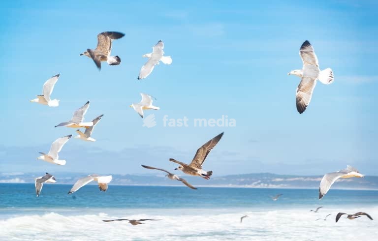 Flock of seagulls soaring gracefully over Atlantic Ocean waves along pristine Portuguese coastline, capturing coastal serenity and freedom