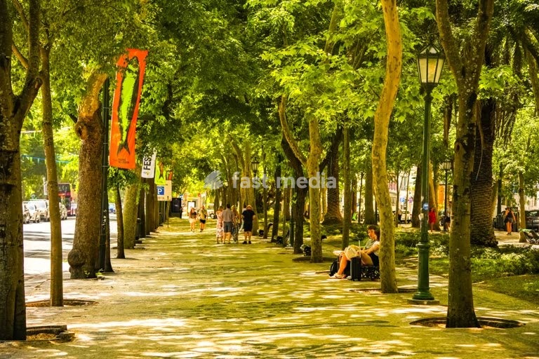 Tree-lined Avenida da Liberdade, dappled shade and strollers, Lisbon, Portugal