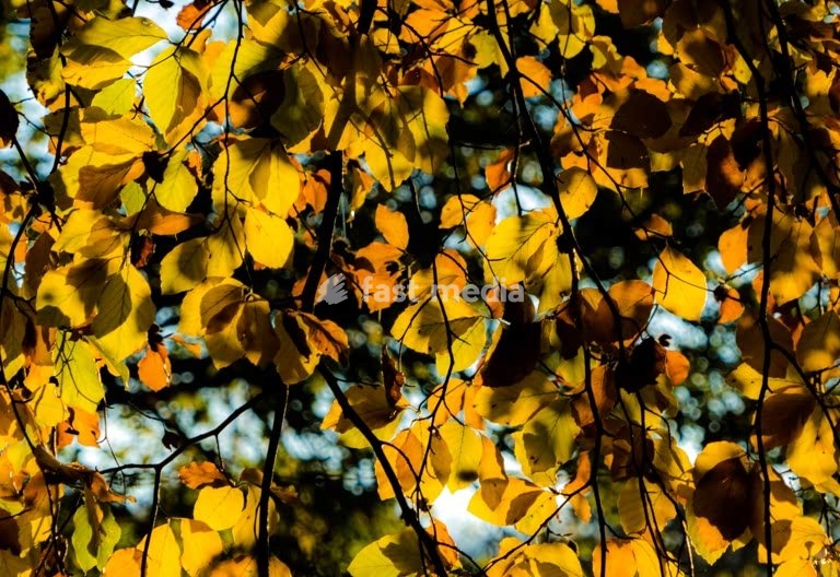 Golden autumn leaves glowing in backlight, seasonal forest canopy creating warmth, texture and natural tranquility