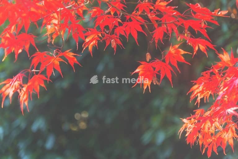Maple leaves glowing in sunlight, vibrant autumn colors creating a calm and atmospheric natural scene